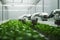 Greenhouse robotics Automated farming thrives as smart arms tend to plant growth