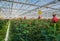 Greenhouse with rose flowers