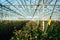 Greenhouse roses growing under daylight.