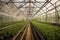 greenhouse, with rows of genetically modified plants growing