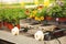 Greenhouse rows of pelargonium plants in springtime, ready for export