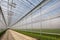 Greenhouse with rows of plants in hothouse, Generative AI