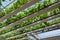 Greenhouse with rows of ripe big red strawberries plants, ready for harvest, sweet tasty organic berry