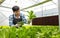 At a greenhouse, a smart young Asian farmer uses a tablet to monitor the quality and quantity of an organic hydroponic vegetable