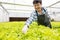 At a greenhouse, a smart young Asian farmer uses a tablet to monitor the quality and quantity of an organic hydroponic vegetable