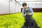 At a greenhouse, a smart young Asian farmer uses a tablet to monitor the quality and quantity of an organic hydroponic vegetable