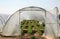 Greenhouse with strawberry plants