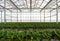 Greenhouse system for cultivation of strawberry. Aluminum Glass wall structure with water and lighting system