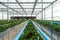 Greenhouse system for cultivation of strawberry. Water piping structure with lighting system in Aluminum Glass wall indoor farm