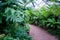 Greenhouse of tropical fern plants, Botanical