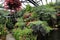 Greenhouse with tropical plants and planters with colorful petunias