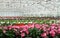 Greenhouse with a variety of cultivated flowers