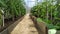 A greenhouse with vegetable beds. Beds with tomatoes. Tomato bushes grow in a polycarbonate greenhouse