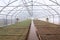 Greenhouse with vegetable crops. Cultivation of agricultural crops. General view. Seedling growing season.
