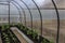 Greenhouse vegetables, horticulture, crop year