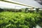 Greenhouse Vegetables Plant row Grow with Led Light Indoor Farm Agriculture