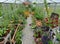 Greenhouse view with vegetables and flowers, petunia in hanging pots in summer day