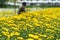 Greenhouse with white and yellow chrysanthemums