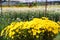 Greenhouse with white and yellow chrysanthemums