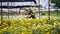 Greenhouse with white and yellow chrysanthemums