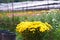 Greenhouse with white and yellow chrysanthemums