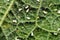 Greenhouse whiteflies on a mallow leaf