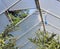 Greenhouse window, tomato plants