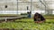 Greenhouse worker looking at green leaves cultivating organic plants checking for pests