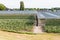 Greenhouses of flower nursery in polder of Bommelerwaard, Nether