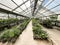 Greenhouses or glasshouse with plants indoor growing technology and cultivation. Plant breeding in horticultural