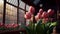 Greenhouses for growing tulips. Floriculture industry