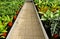 greenhouses with sliding tables on mobile shelves. potted flowers