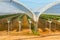 Greenhouses for strawberry plants on the field. Rows of strawberry plants growing in  plant nursery.