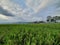 Greenie Rice Fields