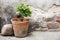 Greening in the backyard, earthenware pot with a small boxwood i