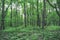 Greening spring Russian forest in early May