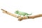 Greenish chameleon on branch