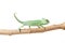 Greenish chameleon walking on a branch