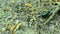 Greenish dor beetle crawls on soil in forest out of frame