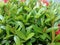 greenish leaves with lovely red flowers