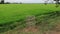 Greenish paddy field. Rice cultivation