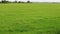 Greenish paddy field. Rice cultivation