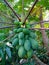 Greenish papaya fruit on papaya tree on field