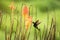 Greenish puffleg sitting on branch, hummingbird from tropical forest,Colombia,bird perching,tiny bird resting in rainforest,clear