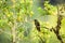 Greenish puffleg sitting on branch, hummingbird from tropical forest,Colombia,bird perching,tiny bird resting in rainforest,clear