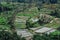 Greenish rice fields with lines on bali