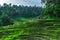 Greenish rice fields with lines on bali in Indonesia