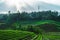 Greenish rice fields with lines on bali in Indonesia