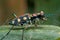 A greenish tiger beetle