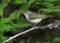 Greenish warbler